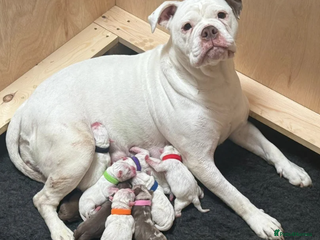 Olde English Bulldogge dogs 9 Olde English Bulldogge NEBBR registered puppies - Advert 1