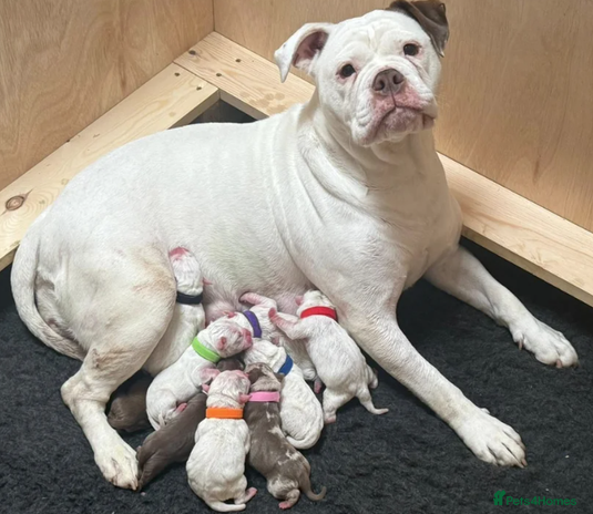 Olde English Bulldogge dogs 9 Olde English Bulldogge NEBBR registered puppies - Advert 2