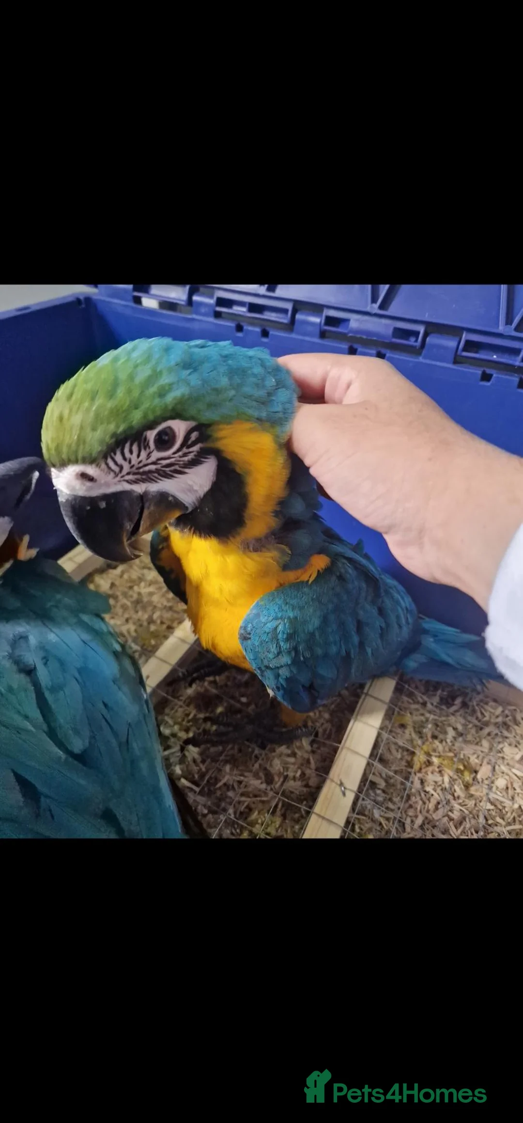 Budgerigars birds for sale: LAST ONE! BABY BLUE&GOLD MACAW PARROT. - Advert 1