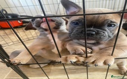 Mixed Breed dogs for sale: French bulldog x British bulldog  - Image 27