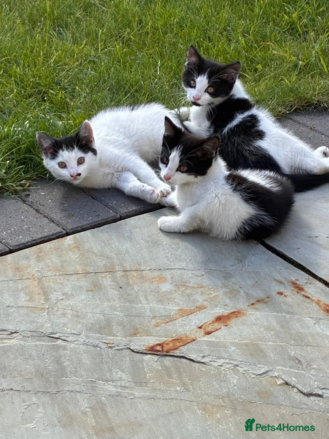 Mixed Breed cats for sale: 5 beautiful kittens for sale  - Advert 1