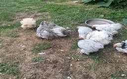 Chickens poultry for sale: £25 each for a fancy chicks - Image 10