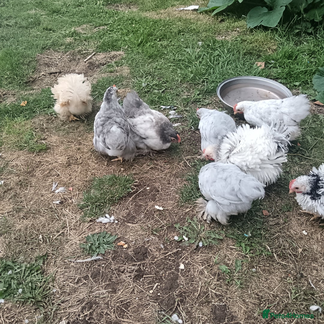 Chickens poultry for sale: £25 each for a fancy chicks - Image 10