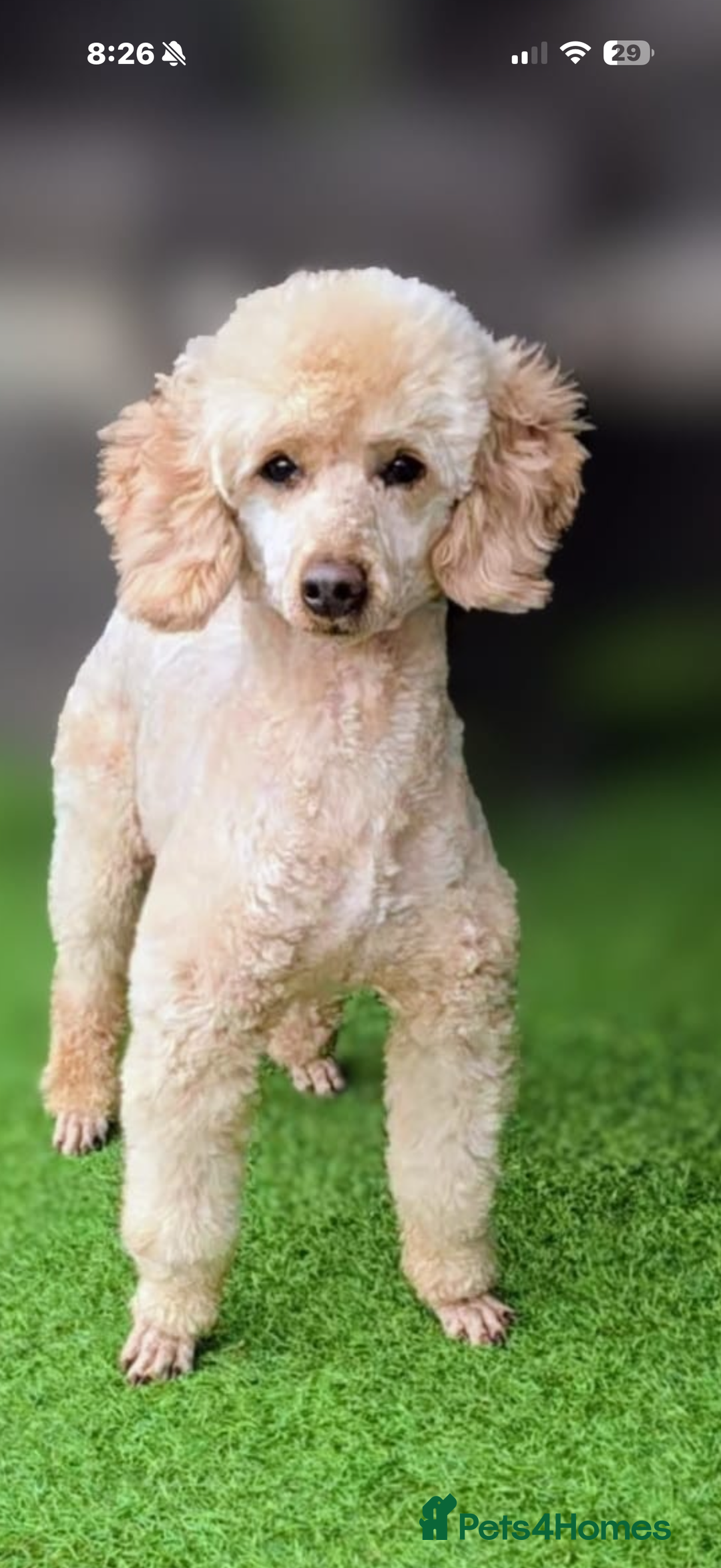 Labradoodle dogs for sale: Beautiful Champion Line F1 Labradoodle Puppies - Advert 8