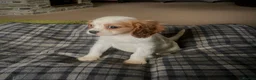 Cavalier King Charles Spaniel dogs for sale: ⭐️ Cavalier King Charles puppies ⭐️ - Advert 6
