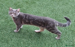 Domestic Shorthair cats for sale: Luna is looking for a quiet home with no children - Image 4