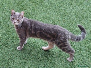 Domestic Shorthair cats - Advert 15