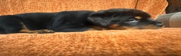 Rottweiler dogs for sale:  adorable Rottweiler puppy - Advert 6