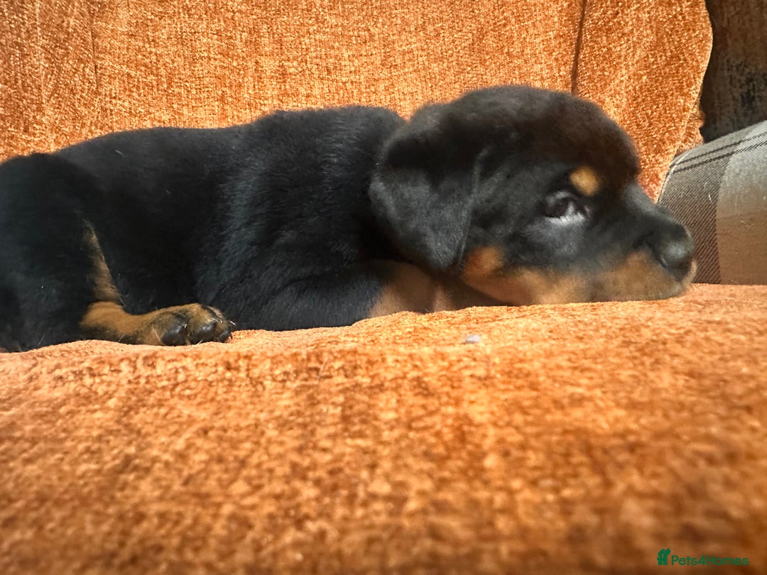 Rottweiler dogs for sale:  adorable Rottweiler puppy - Advert 6