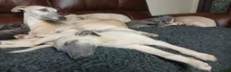 Whippet dogs for sale: High Quality Whippet pups Crufts - Advert 15