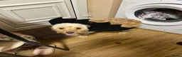 Cockapoo dogs for sale: Beautiful & fun 3 year old Cockapoo ‘Teddy’ - Advert 39