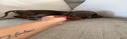 Miniature Dachshund dogs for sale: Miniature dachshund puppies reduced  - Advert 14