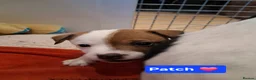 Jack Russell dogs for sale: Jack Russell Puppies - Ready June 3rd - Advert 5