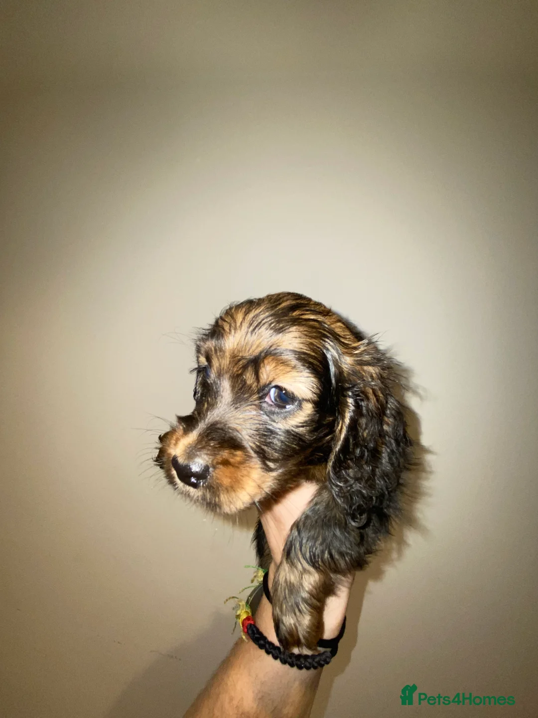 Miniature Dachshund dogs for sale: Long haired miniature dachshund puppies for sale  - Advert 10