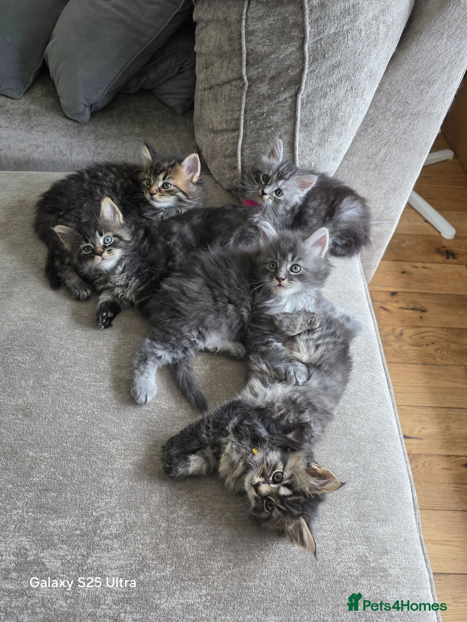 Maine Coon cats Stunning maine coon. Kittens 4 boys 1 girl  - Advert 1
