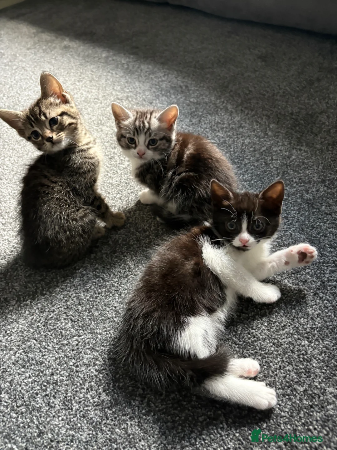 Tibetan cats for sale: Three 8 weeks old babies in Wigan - Advert 3