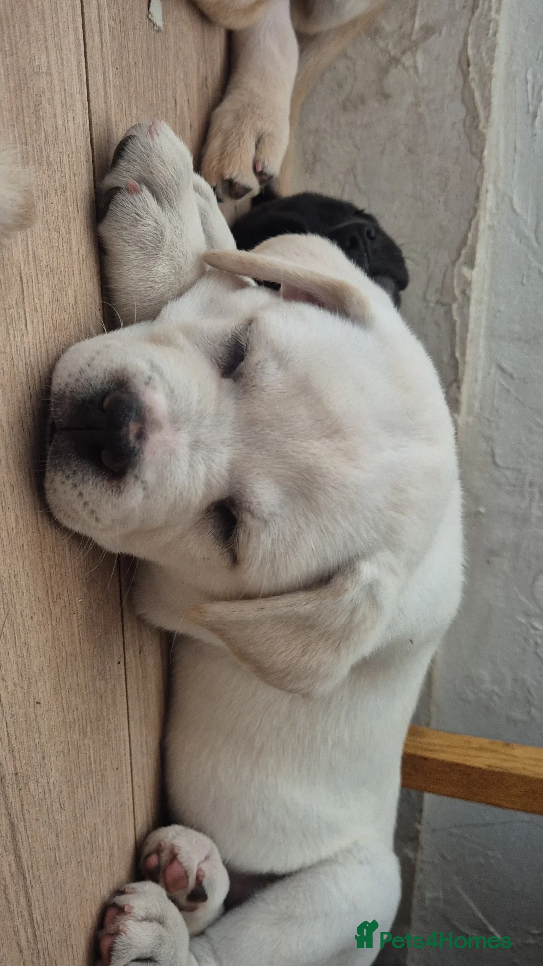 Mixed Breed dogs [6of12left]Rare Cane Corso x Husky royal canin fed - Advert 2