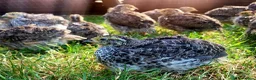 Quail poultry for sale:  Coturnix quail avaliable  - Advert 1