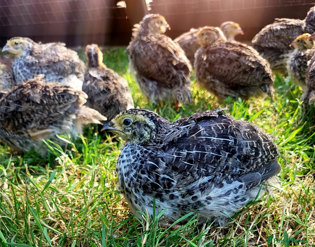 Quail poultry for sale:  Coturnix quail avaliable  - Advert 1