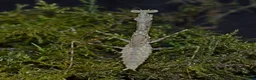 Praying Mantis invertebrates for sale: PRAYING MANTIS AVAILABLE - Advert 6