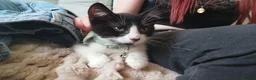 Mixed Breed cats for sale: Male kitten for sale  - Advert 5