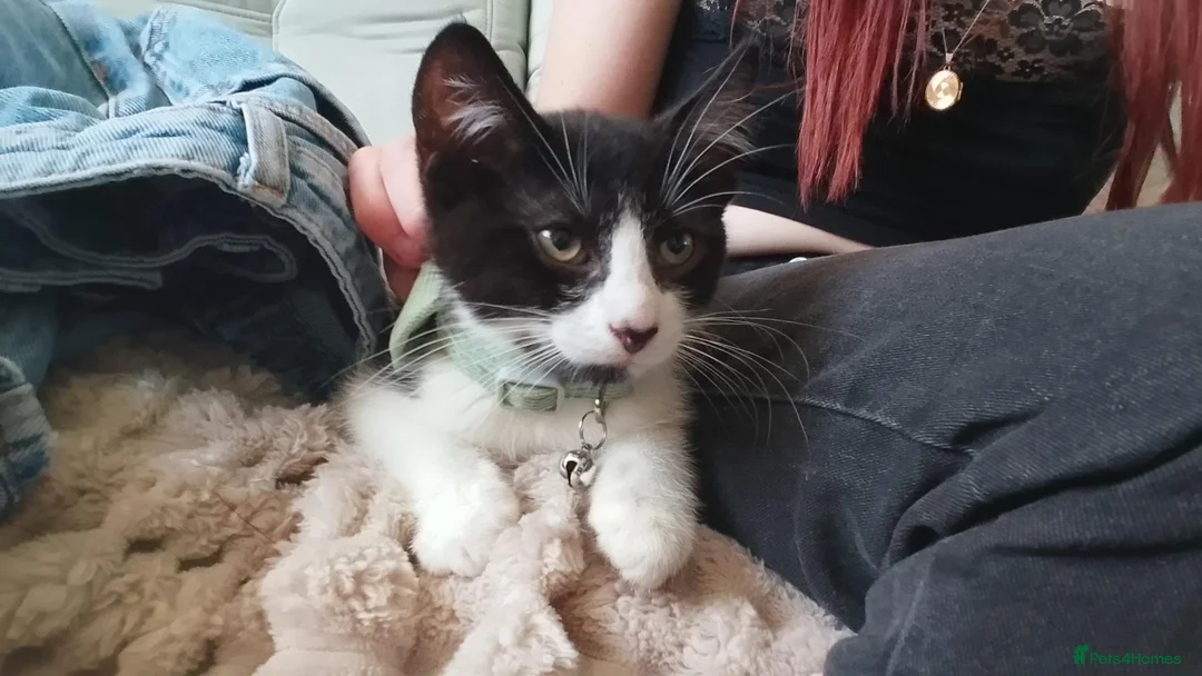 Mixed Breed cats for sale: Male kitten for sale  - Advert 5