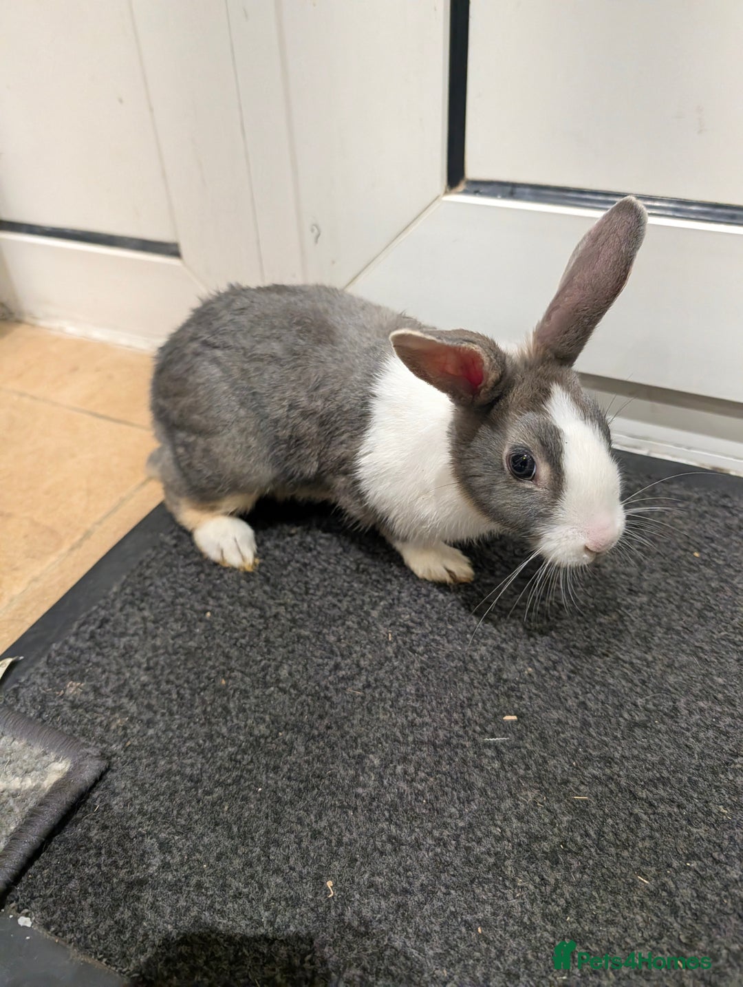 Dutch rabbits for sale: PURE BREED Dutch BABY RABBIT £30 - Advert 4