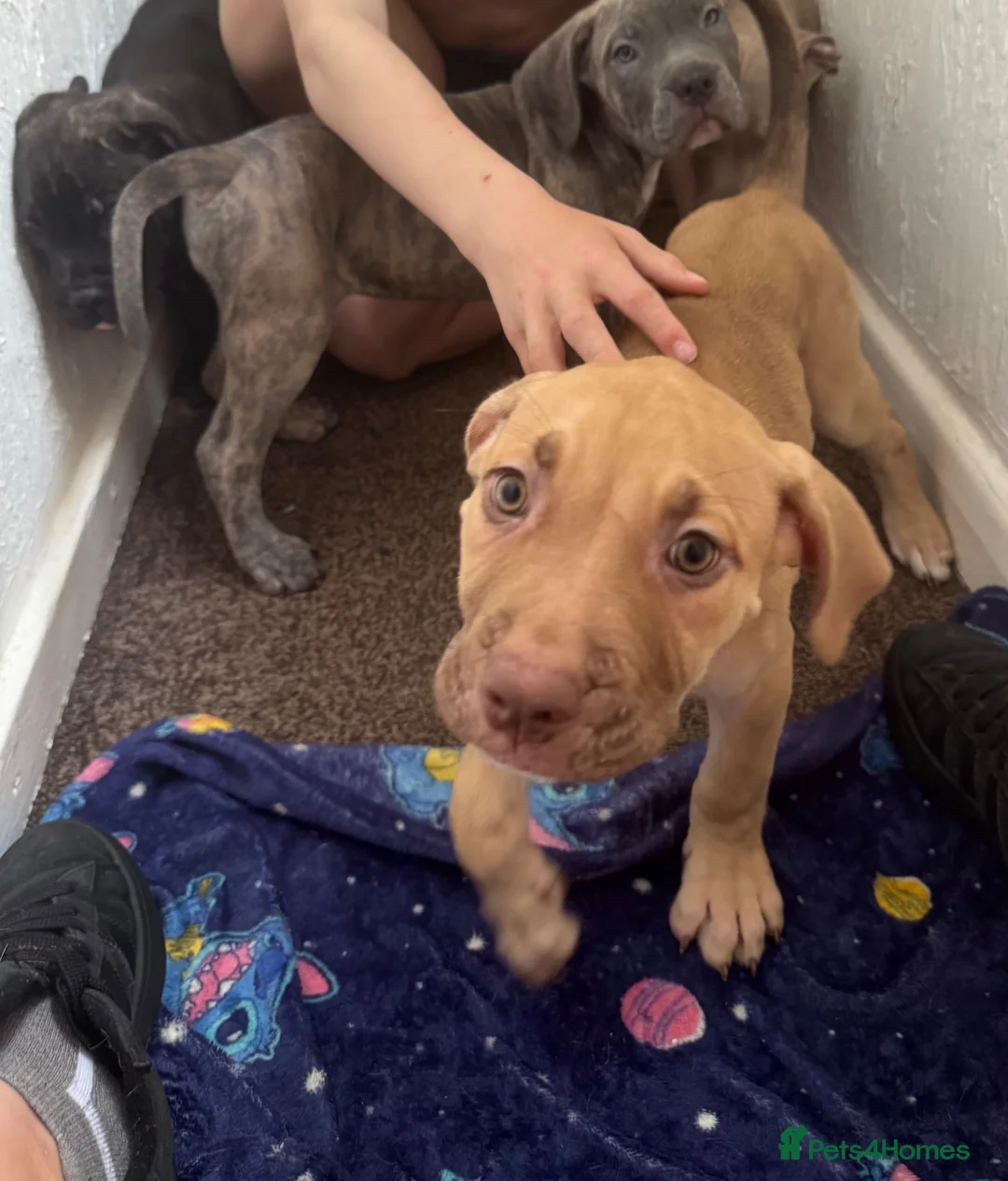 Mixed Breed dogs for sale: Cane corso cross  - Advert 2