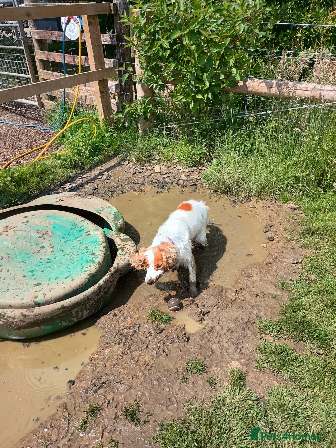 Cocker Spaniel dogs for sale: Cocker spaniel bitch KC Reg - Image 2