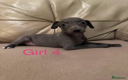Whippet dogs for sale: Beautiful KC Whippet puppies  - Advert 8