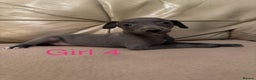 Whippet dogs for sale: Beautiful KC Whippet puppies  - Advert 8