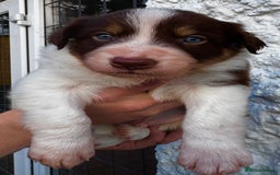 Border Collie dogs for sale: Red & White Tri border collie puppies  - Image 4