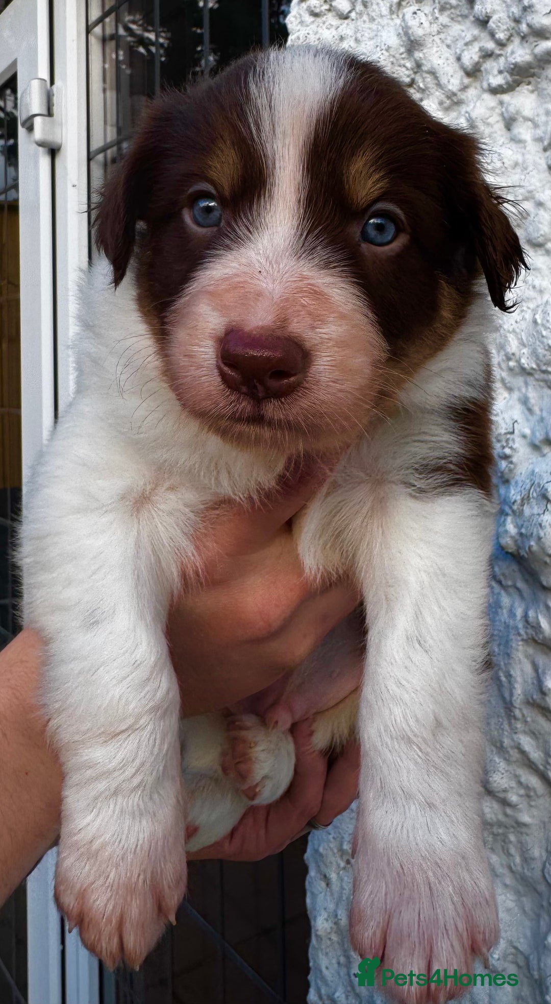 Border Collie dogs for sale: Red & White Tri border collie puppies  - Image 4