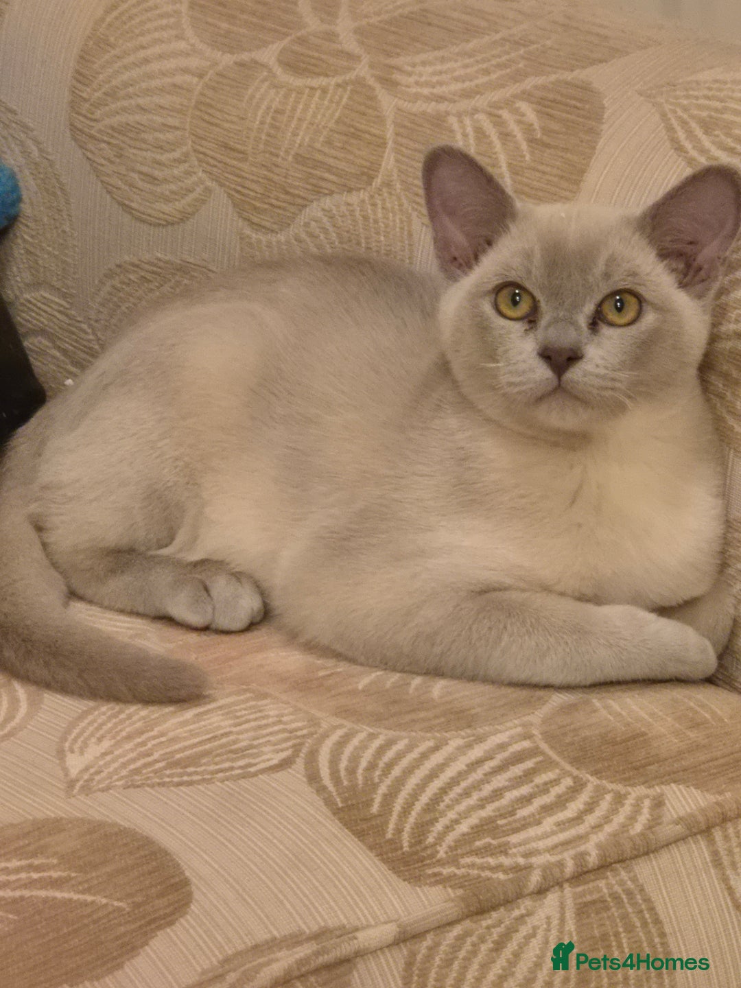 Burmese cats for sale: Pedigree Lilac Male Burmese Kitten - Advert 1