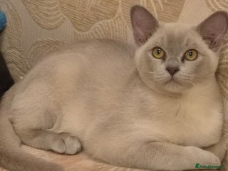 Burmese cats Pedigree Lilac Male Burmese Kitten - Advert 3