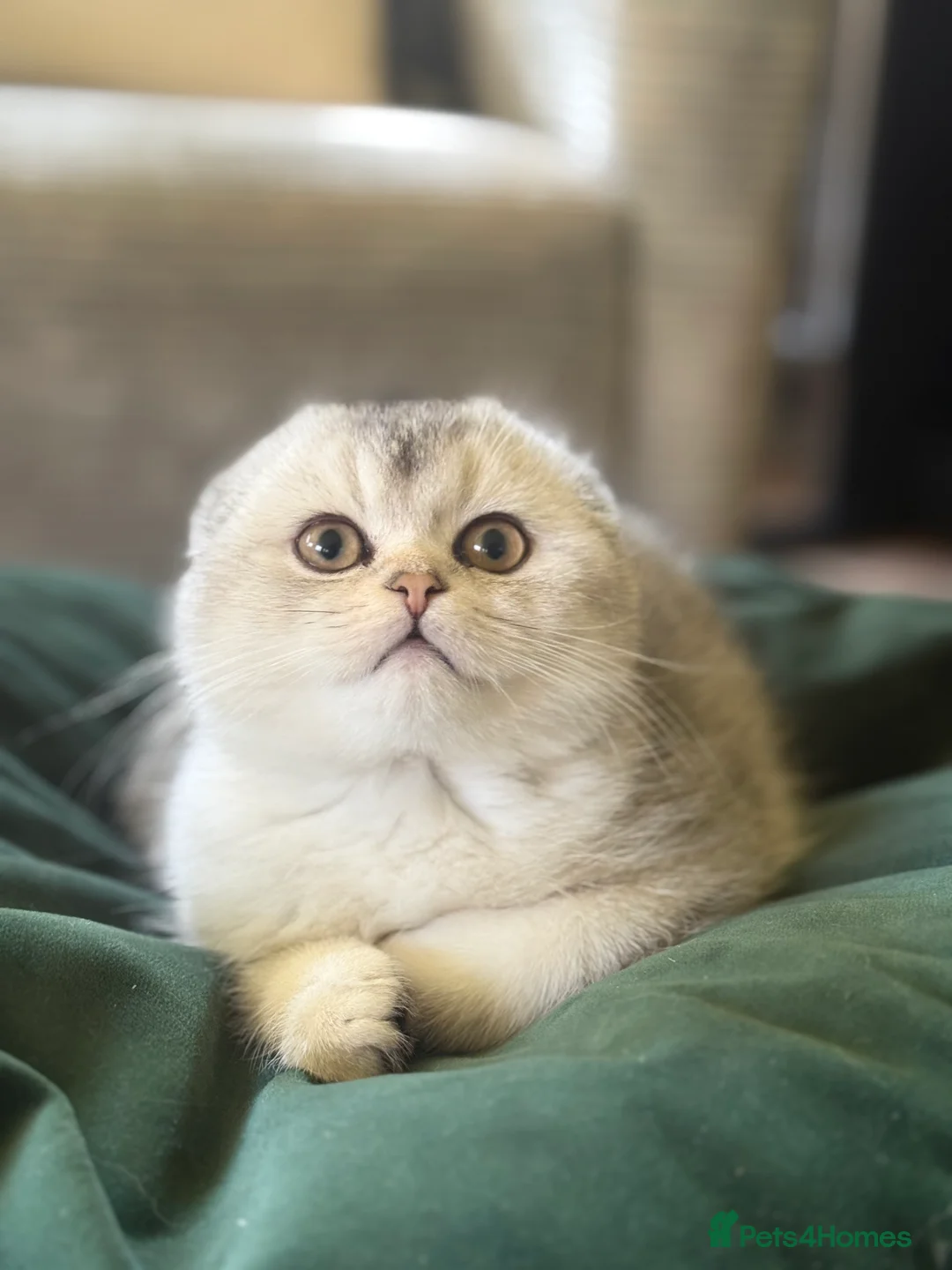 Scottish Fold cats for sale: Scottish fold kittens  - Advert 1