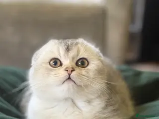 Scottish Fold cats Scottish fold kittens - Advert 1