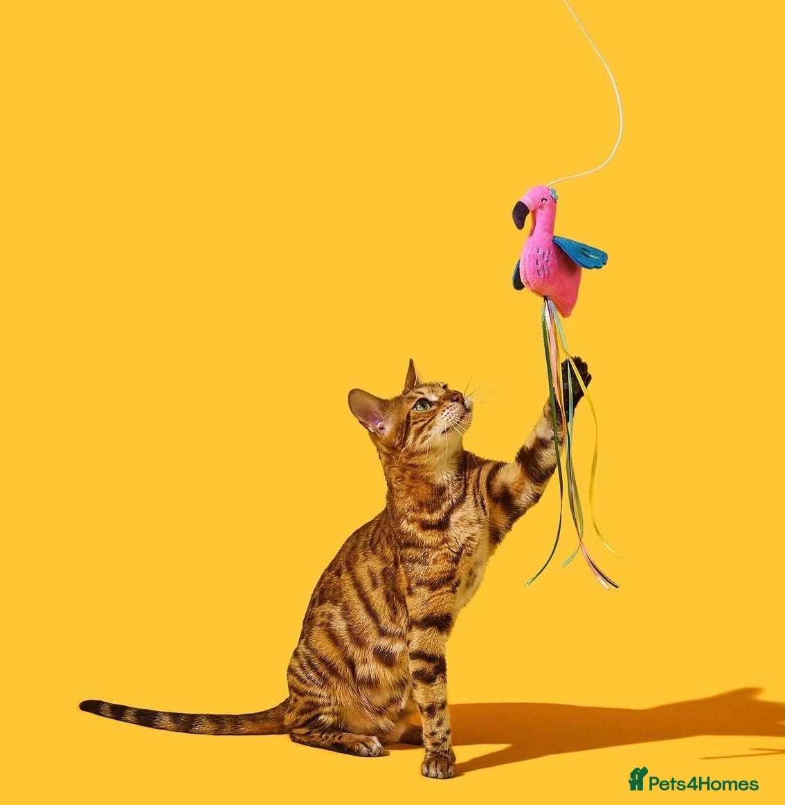 Bengal cats Adorable Bengal kittens TICA registered, pedigree - Advert 5