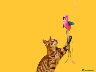 Bengal cats Adorable Bengal kittens TICA registered, pedigree - Advert 7