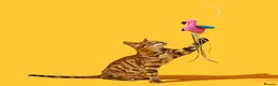 Bengal cats for sale: Adorable Bengal kittens TICA registered, pedigree - Advert 1
