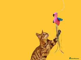 Bengal cats Adorable Bengal kittens TICA registered, pedigree - Advert 8