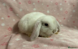 Mini Lop rabbits for sale: Mini Lop bunnies (3 Girls, 1 Boy) Ready to go - Image 4