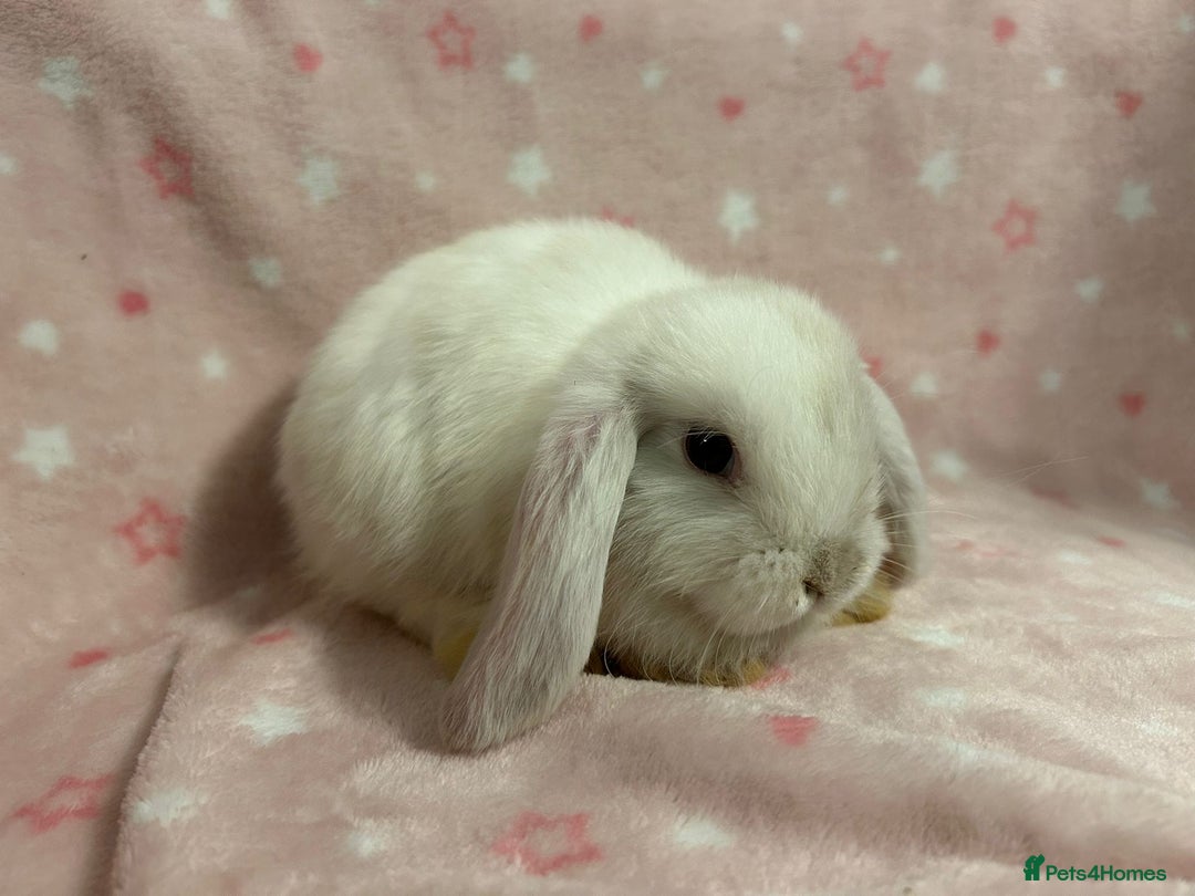 Mini Lop rabbits for sale: Mini Lop bunnies (3 Girls, 1 Boy) Ready to go - Image 4