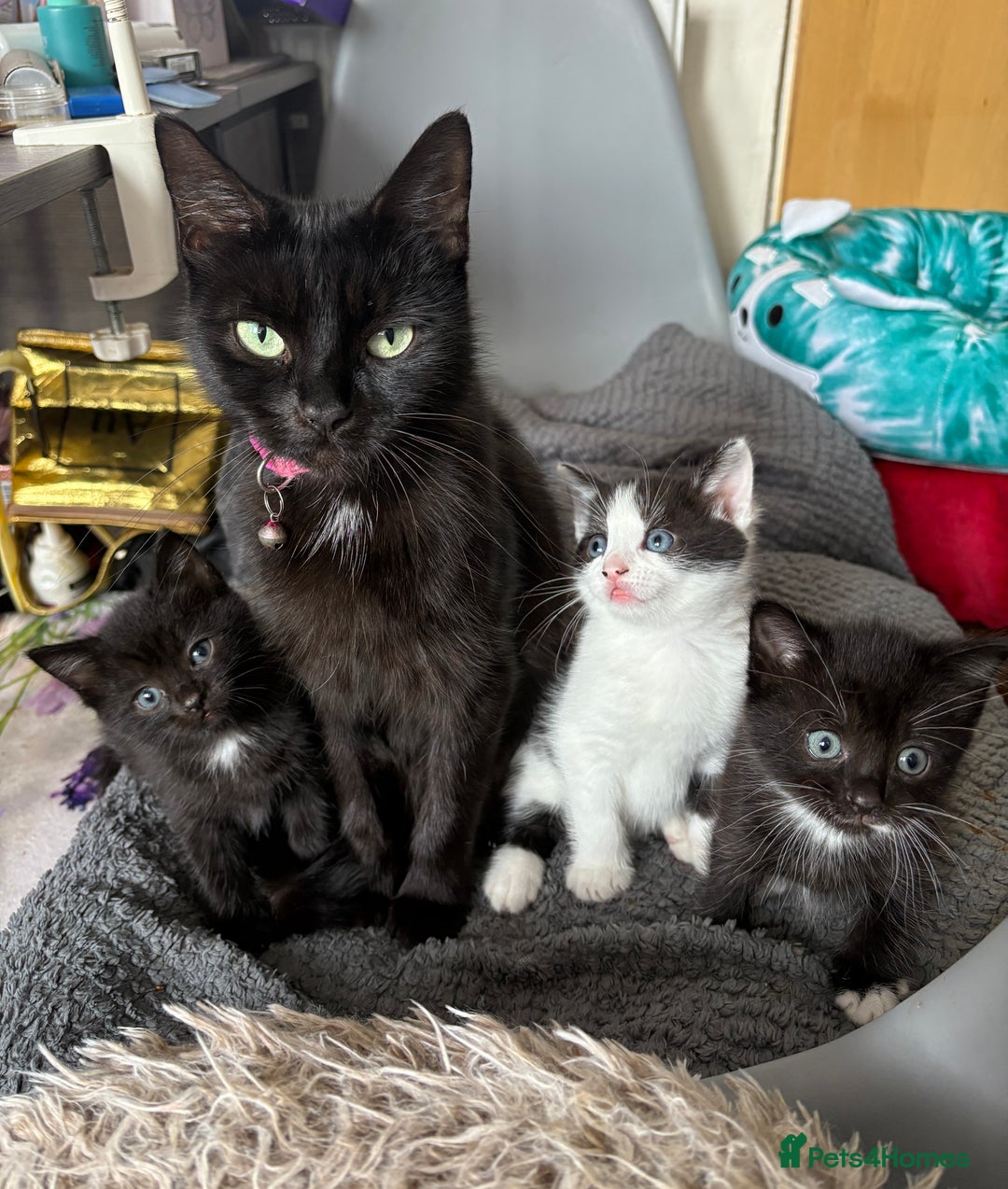 Mixed Breed cats for sale: Mixed breed kittens  - Image 1