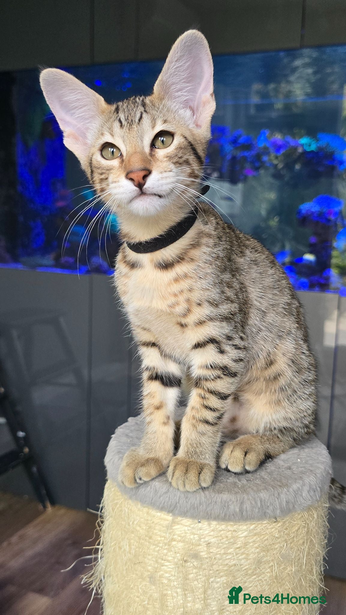 Savannah cats F8 SBT savannah kittens- TICA registered Ready Now - Advert 3