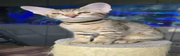 Savannah cats for sale: F8 SBT savannah kittens- TICA registered Ready Now - Advert 1