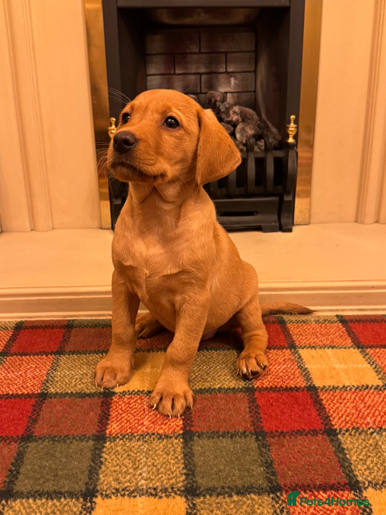 Labrador Retriever dogs Beautiful KC girl- health tested & superb pedigree - Advert 3