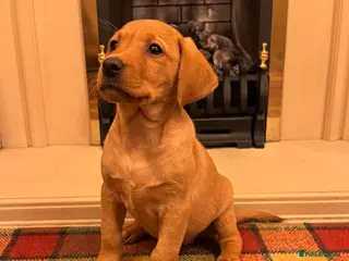 Labrador Retriever dogs Beautiful KC girl- health tested & superb pedigree - Advert 3