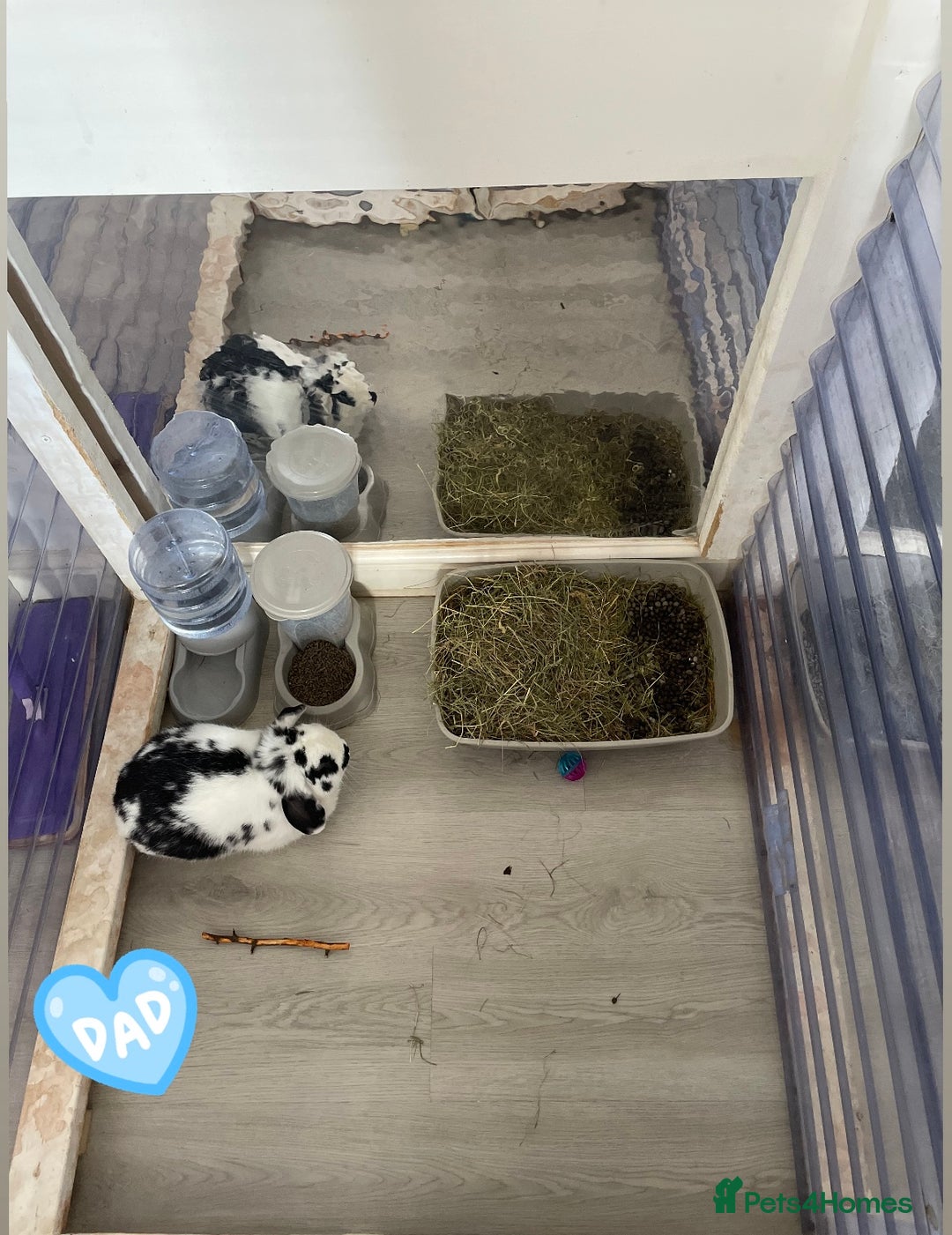 Mini Lop rabbits for sale: Mini lop babies available  - Image 20