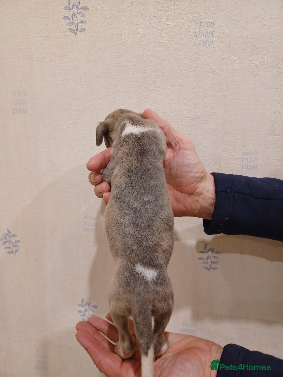 Whippet dogs for sale: Beautiful KC Reg Whippet Puppies - Advert 14